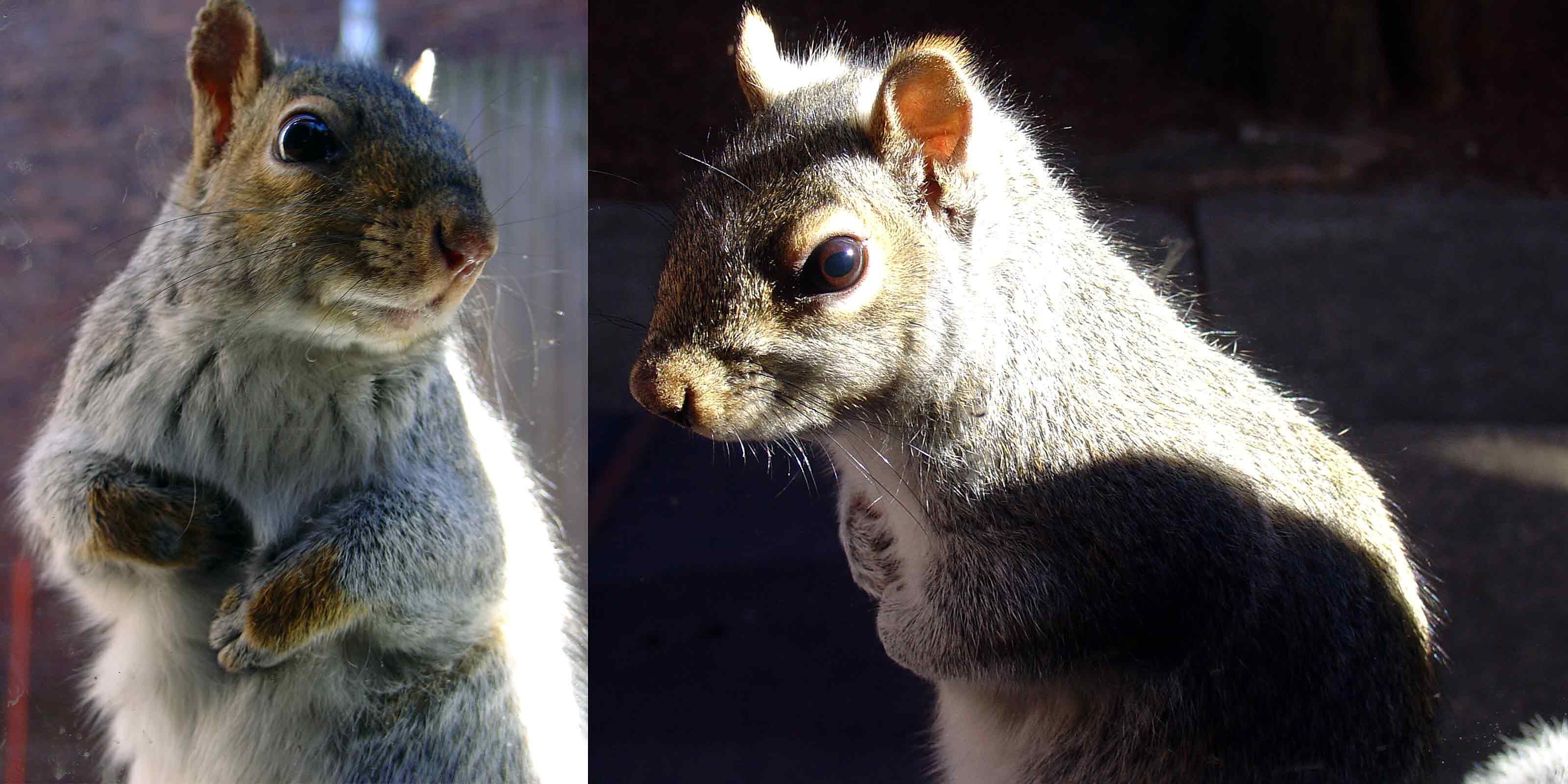 Zayko Squirrels