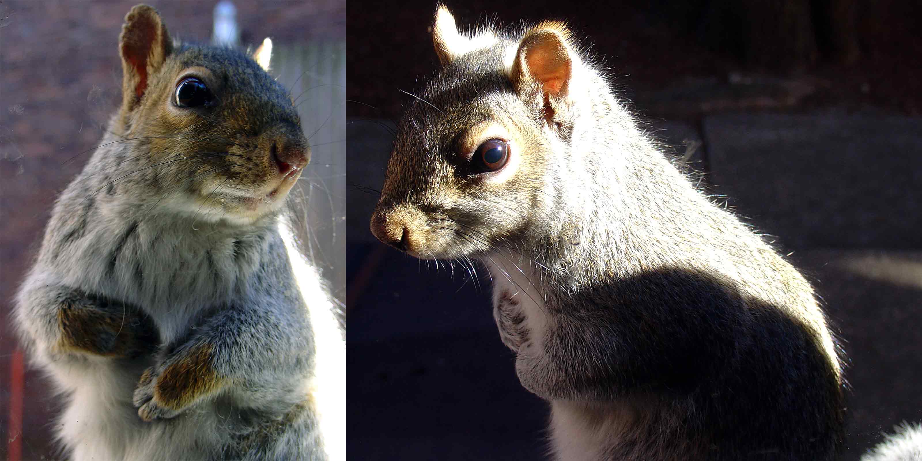 Zayko Squirrels