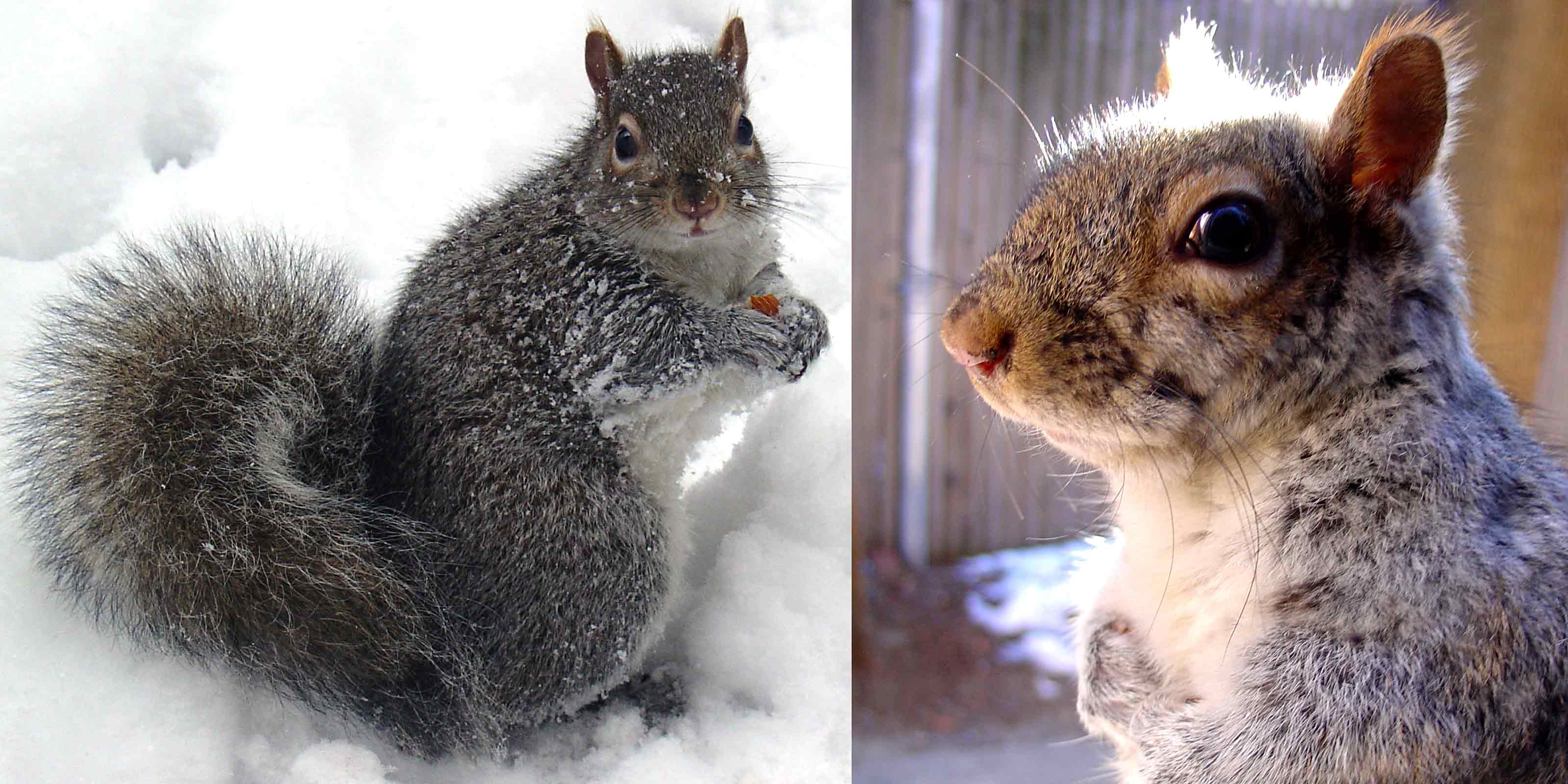 Zayko Squirrels