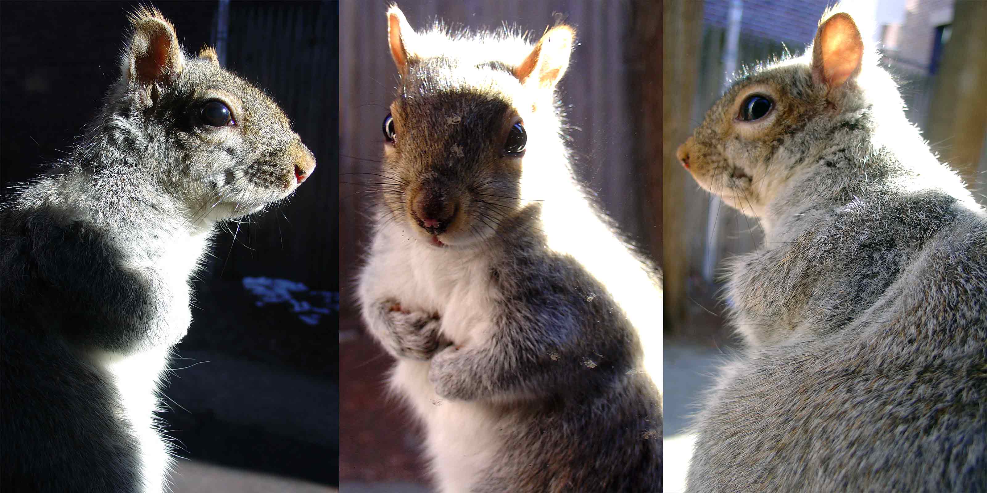 Zayko Squirrels
