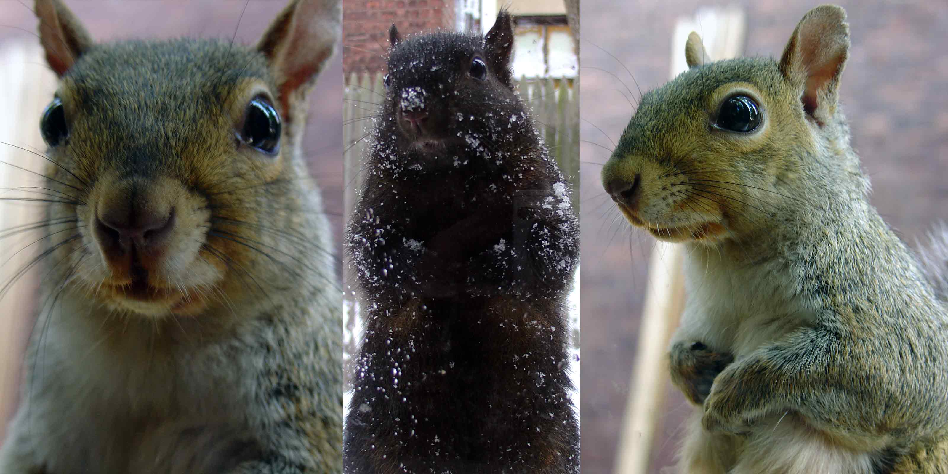 Zayko Squirrels