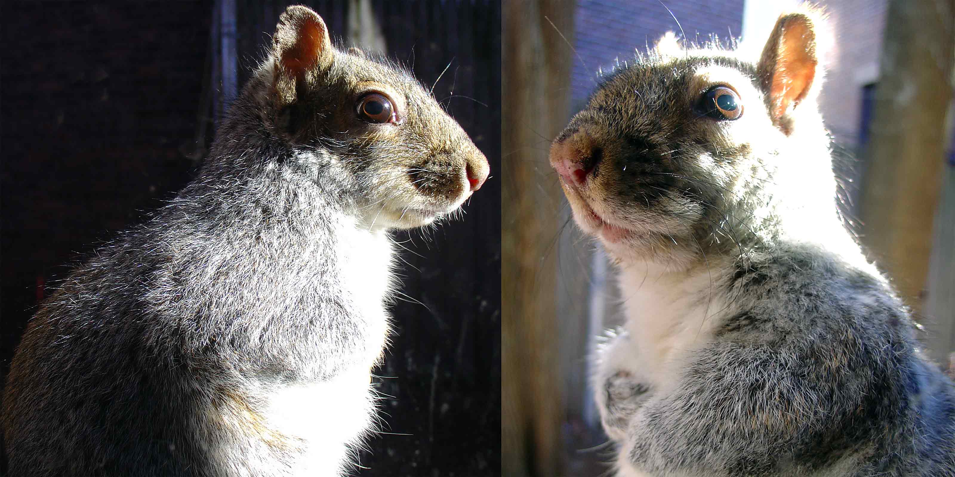 Zayko Squirrels