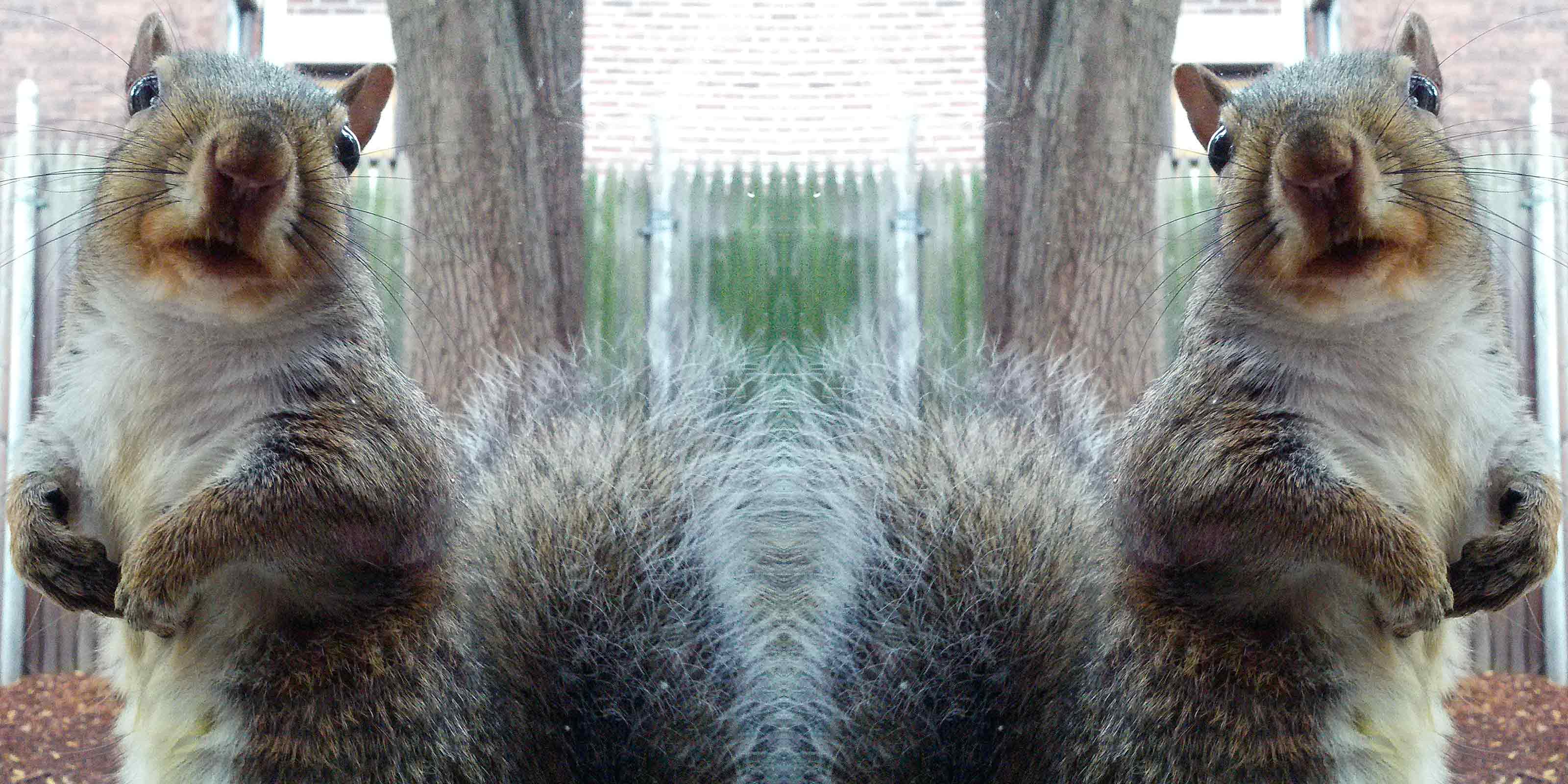 Zayko Squirrels